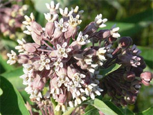 Graines Herbe Aux Perruches Asclepias Syriaca