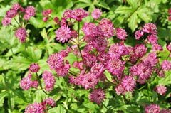 Astrantia Ruby Star