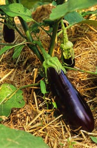 Pied d'aubergine paillé
