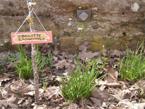 Aux plaisirs du jardin - D.R. - http://plaisirsjardin.blog4ever.com