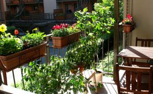Fleurs et potager de balcon