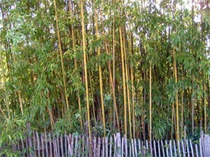 Bambou Utilisation Au Jardin