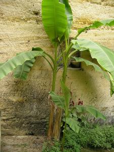 comment planter bananier
