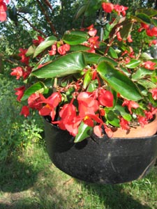 comment planter begonia