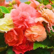 Bégonias doubles parfumés Delbard