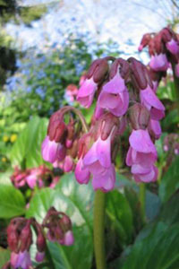 bergenia 'wintermärchen'