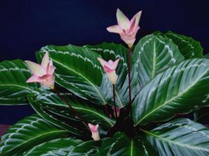 Calathea Mamba Pink Bicajoux®