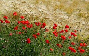 Blé et coquelicots
