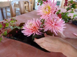 installation des fleurs de dahlias