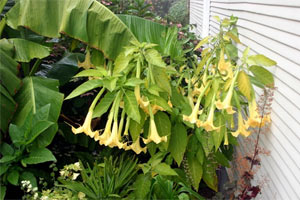 Brugmansia (datura)