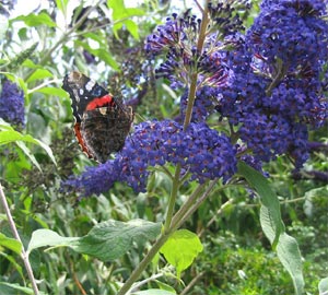 Buddleia bleu