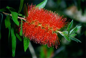 Callistemon