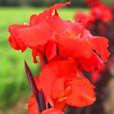 Cannas Australia Delbard