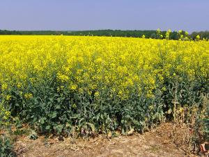 Le colza, très gourmand en pesticides