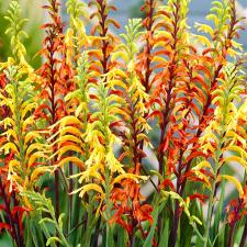 Chasmanthe floribunda en mélange Delbard