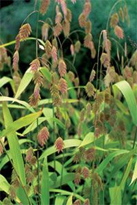chasmanthium latifolium