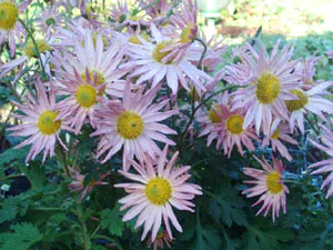 chrysanthemum 'Sheffield'