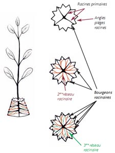 Conteneur Starpot