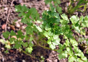 Coriandre - Semis au potager