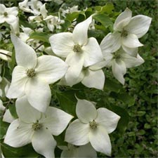 Cornus kousa var. chinensis Great Star