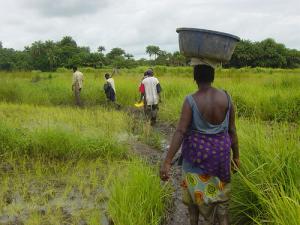 Culture du riz en Guinée