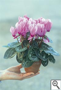 Mini cyclamen en pot