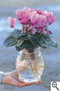 Mini cyclamen racines nues en décor de table