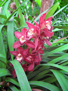 planter une orchidee en pleine terre