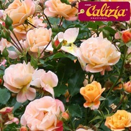 Décorosier Calizia
