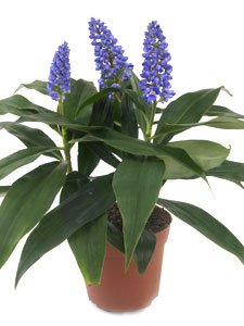 Dichorisandra Thyrsiflora Blue Bamboo