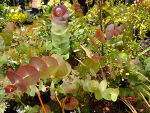 Eucalyptus Perrianiana
