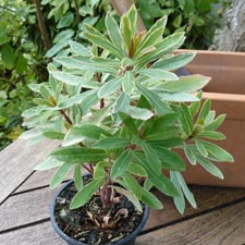 Euphorbe purpurea panachée