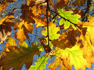 Feuilles de chêne à l'automne
