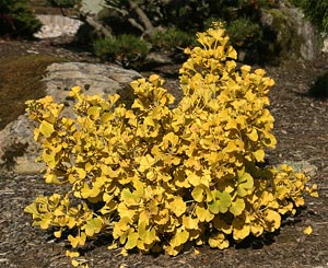 Gingko Biloba 'Mariken'