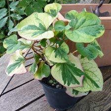 Houttuynia cordata