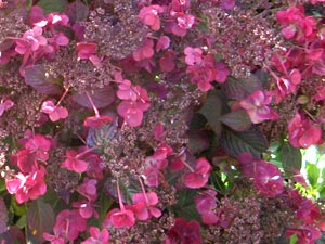 Hydrangea serrata Santiago
