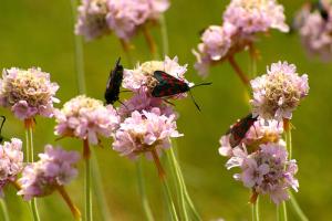 Insectes et fleurs
