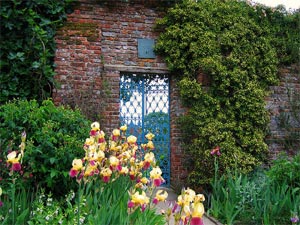 Iris bordant une allée