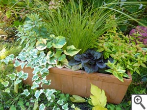Composition d'automne en jardinière