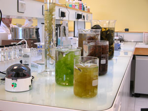 Laboratoire de recherche sur les algues