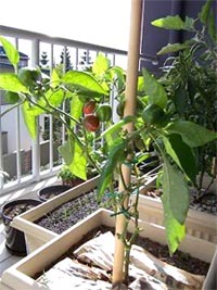 Légume en pot au balcon