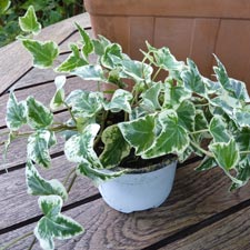Lierre panaché (hedera helix)