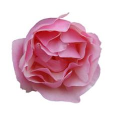 Lijiang Rose