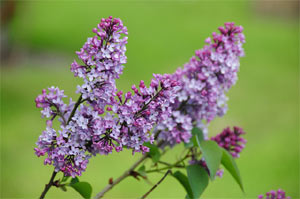 Floraison du lilas