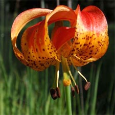 Lis Pardalinum