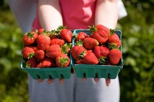 Cueillette de fraise à la ferme