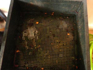 …remplacé par le bac vidé de compost