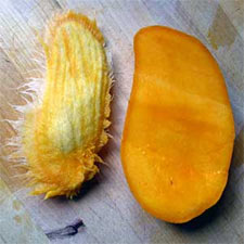 planter une noix de mangue