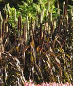 Millet / pennisetum