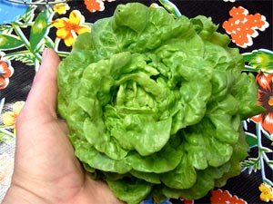 Salade miniature 'Tom thumb'